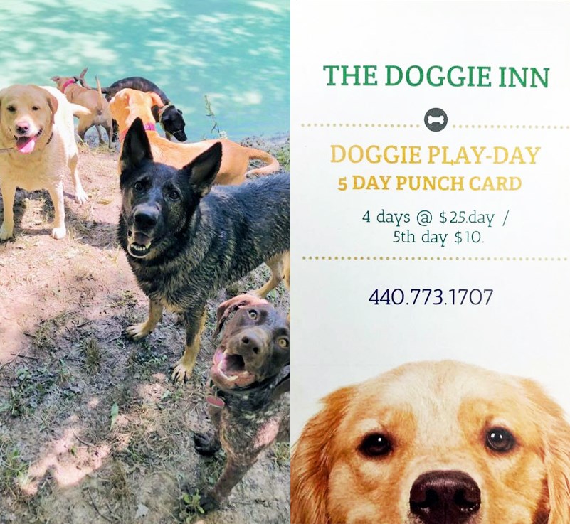 The Doggie Inn Grafton's Premier Dog Boarding & Training Facility